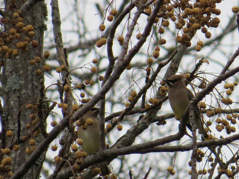Cedar Waxwing by KM.jpg